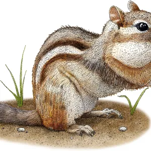 Eastern Chipmunk Print (Tamias striatus) Eating Eastern Chipmunk Print (Tamias striatus) Eating