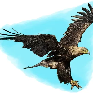 Eastern Imperial Eagle Print Eastern Imperial Eagle Print