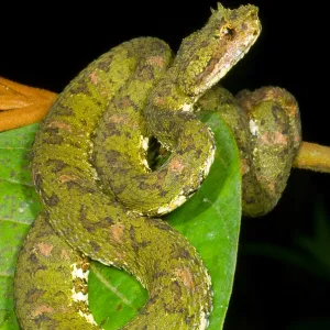 Eyelash Viper Print Eyelash Viper Print