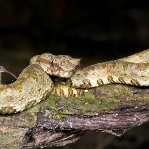 Eyelash Viper Print Eyelash Viper Print