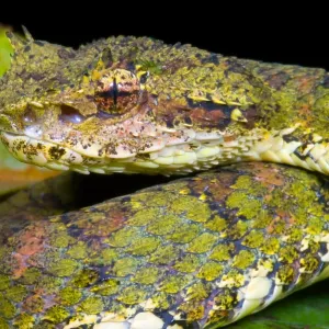 Eyelash Viper Print Eyelash Viper Print