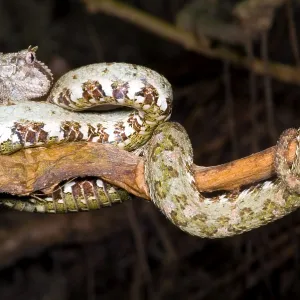 Eyelash Viper Print Eyelash Viper Print
