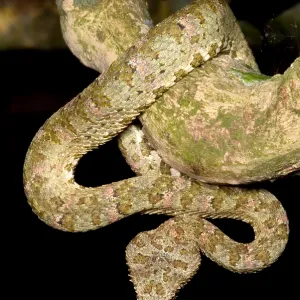 Eyelash Viper Print Eyelash Viper Print
