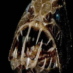 Fangtooth Fangtooth