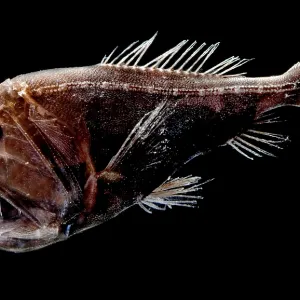 Fangtooth Print, Deep-Sea Fish Fangtooth Print, Deep-Sea Fish
