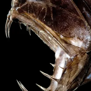 Fangtooth Fish Print Fangtooth Fish Print