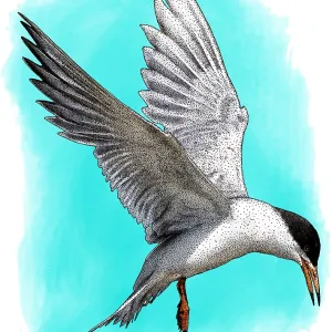 Forster's Tern Print