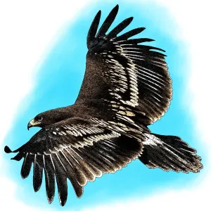 Greater Spotted Eagle Print Greater Spotted Eagle Print