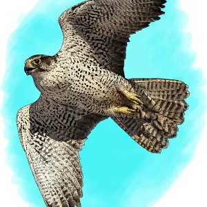 Gyrfalcon Print: A Large Bird of Prey Gyrfalcon Print: A Large Bird of Prey