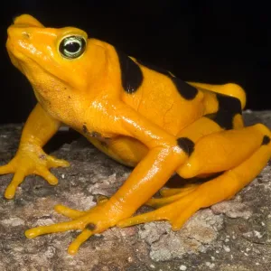 Harlequin Toad Print