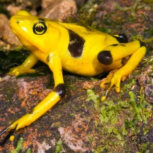 Harlequin Toad Print