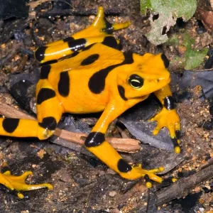 Harlequin Toad Print