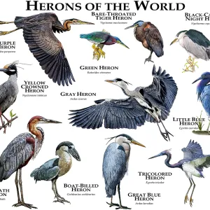 Herons of the World Print - A Collection of Various Species Herons of the World Print - A Collection of Various Species