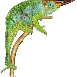 Jackson's Chameleon Print Jackson's Chameleon Print