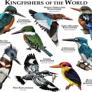 Kingfishers of the World Print: Colorful Species Collage Kingfishers of the World Print: Colorful Species Collage