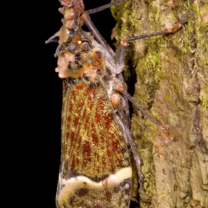 Lantern Fly Print (Phrictus punctatus) Lantern Fly Print (Phrictus punctatus)