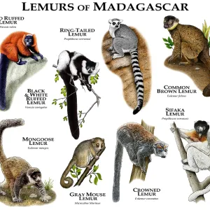 Madagascar Lemur Species Print