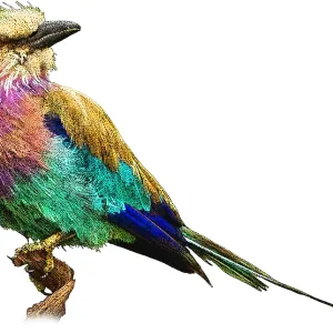 Lilac breasted roller Print Lilac breasted roller Print