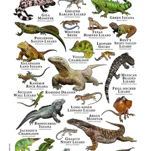 Lizards of the World Print: A Colorful Collection of 20+ Species