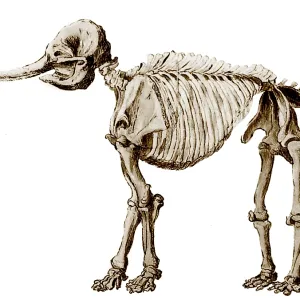 Mastodon Skeleton Print, a detailed drawing of the fossilized remains Mastodon Skeleton Print, a detailed drawing of the fossilized remains