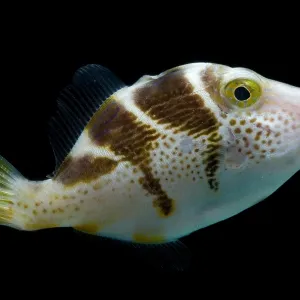 Mimic Saddle Filefish Print Mimic Saddle Filefish Print