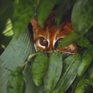 Flat Headed Cat