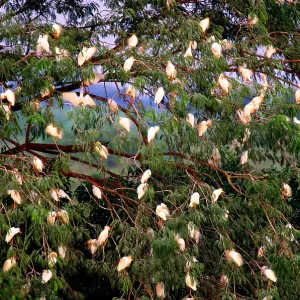Cattle Egret Print, Perched in Venezuelan Trees Cattle Egret Print, Perched in Venezuelan Trees