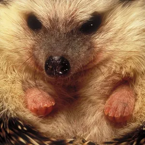 Hedgehog Hedgehog