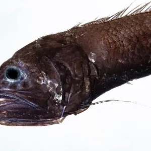 Abyssal Assfish Print: A Deep-Sea Cusk Eel Image Abyssal Assfish Print: A Deep-Sea Cusk Eel Image