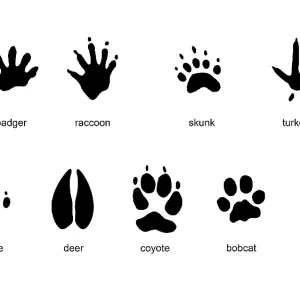 Animal Track Prints Collection featuring Badger, Raccoon, Skunk and more Animal Track Prints Collection featuring Badger, Raccoon, Skunk and more