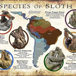 Species of Sloth Print Species of Sloth Print
