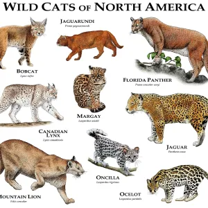 Wild Cats of North America Print: A Collage of Native Species Wild Cats of North America Print: A Collage of Native Species