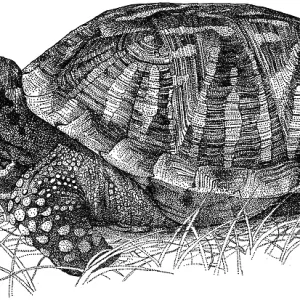 Ornate Box Turtle Print Ornate Box Turtle Print