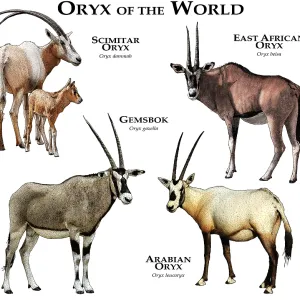Oryx del Mundo