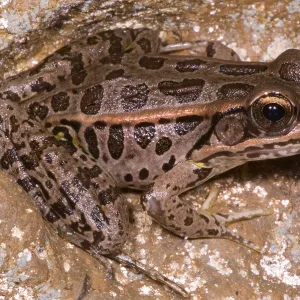 Pickerel Frog