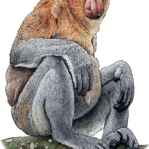 Proboscis Monkey Print - Large Male Illustration Proboscis Monkey Print - Large Male Illustration