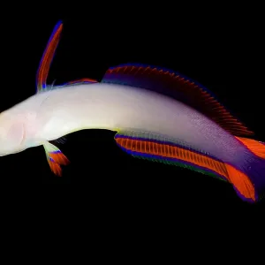 Purple Firefish Print, 210 feet depth Purple Firefish Print, 210 feet depth
