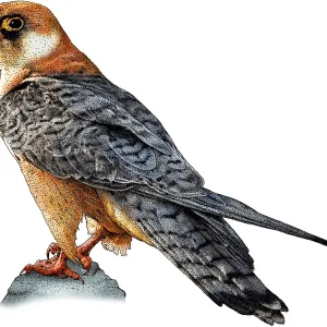 Red Footed Falcon Print Red Footed Falcon Print