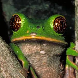 Reticulate eye monkey frog Print, Napo River Ecuador Reticulate eye monkey frog Print, Napo River Ecuador
