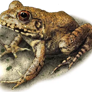 River Frog Print: Lithobates heckscheri Illustration River Frog Print: Lithobates heckscheri Illustration