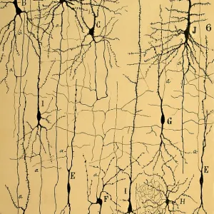 Cajal's 1904 Print of Brain Microstructure Cajal's 1904 Print of Brain Microstructure