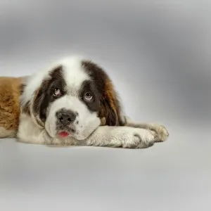 Saint Bernard Saint Bernard