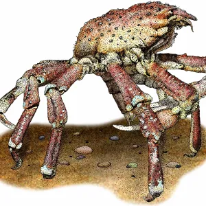 Sheep crab Print (L. grandis) Sheep crab Print (L. grandis)