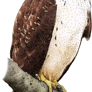 Short-Tailed-Hawk Print Short-Tailed-Hawk Print