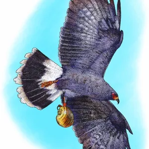 Snail kite Print with Apple Snail Snail kite Print with Apple Snail