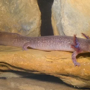 Aquatic Larval Spring Salamander Print