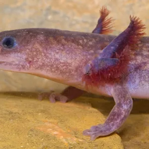 Aquatic Larval Spring Salamander Print