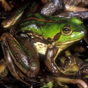Tocantins River Pseudid Frog Print Tocantins River Pseudid Frog Print