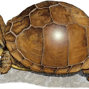 Three-Toed Box Turtle Print Three-Toed Box Turtle Print