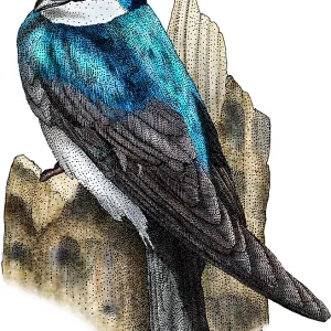 Tree Swallow Print Tree Swallow Print